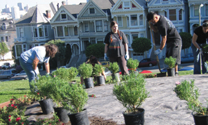 Planting at Alamo Square Park